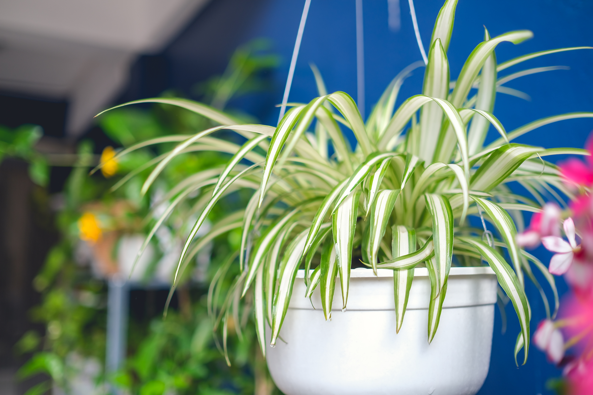 Best houseplants to purify the air