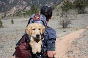 Traveling with pets: What you need to know